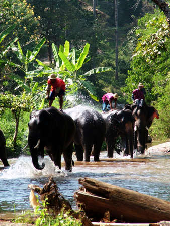 elephant batheのeditorial素材