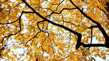 Yellow tops of maple trees in autumn. A park. Nature. Shooting in motion with electronic stabilization.の写真素材