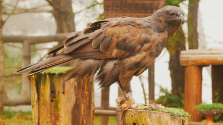 A steppe eagle tied to a pole eats meat.の写真素材