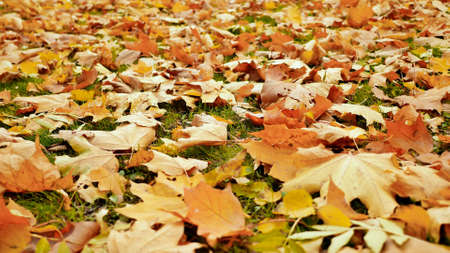 Colorful fallen maple leaves lying on the ground with green grass, autumn season. Shooting in motion with electronic stabilization.の写真素材