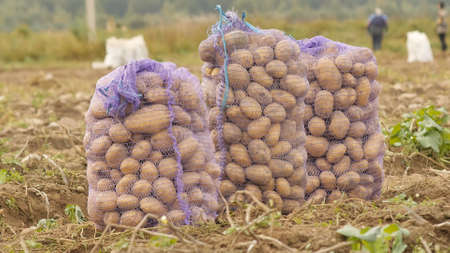 Stuffed sacks of potatoes stand in the field. Harvesting of potatoes by peasants.の写真素材
