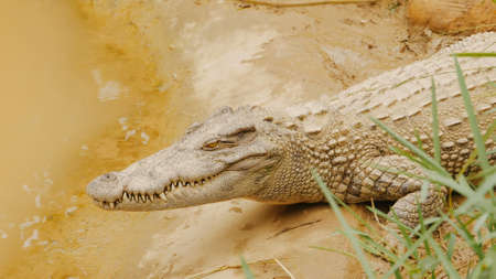 Crocodiles Resting at Crocodile Farm in Vietnam.の写真素材