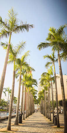 A green alley of palms in Hong Kong. Architectural sights of the city and the street.の写真素材