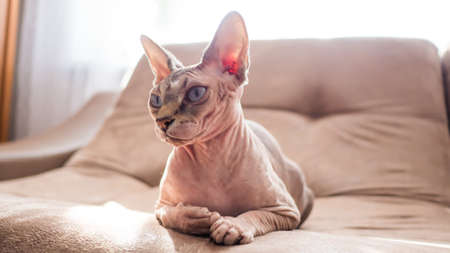 Portrait of a sphinx cat lying on the couch.の写真素材
