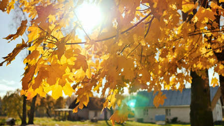 Village houses under the leaves of autumn trees. Straw at the baの写真素材