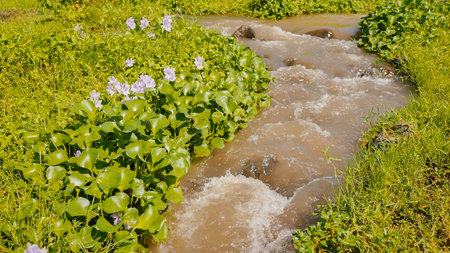 Mountain river with flowers and dense greenery. The mountain volcanic river originating from the Mayon volcano. Legazpi. Philippines. Shooting in motion.の写真素材