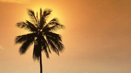 Palm tree at sunset. The sun hides behind a lonely palm tree in the yellow evening sky.の写真素材
