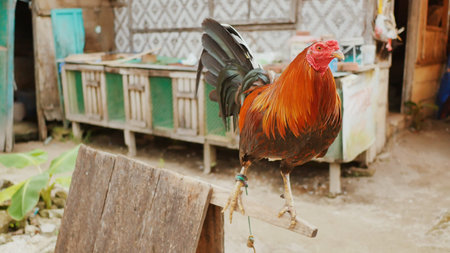 The Philippine cock is sitting on his house. Philippine Village.