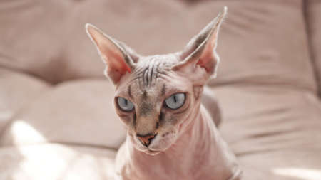 Cat of the Sphynx breed in domestic rubbish.の写真素材