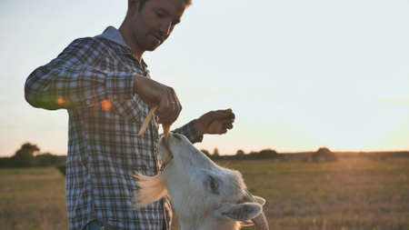 The owner feeds his goats with banana skins.の写真素材