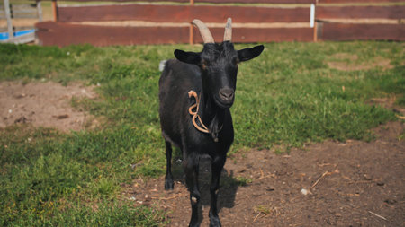 Black goat with horns in the villageの写真素材