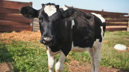 Young black and white cow in the village.の写真素材