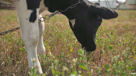 A young black and white cow is eating grass in the village.の写真素材