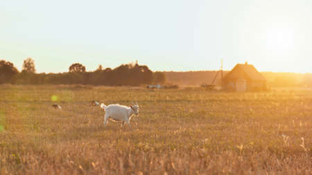 White goat eat grass at sunset on villageの写真素材