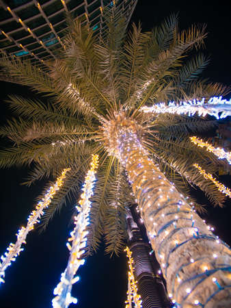 Palm trees with luminous garlands at night in Dubaiの写真素材