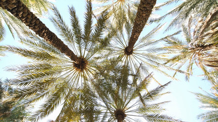 Well-groomed and tidy palm trees on a sunny day.