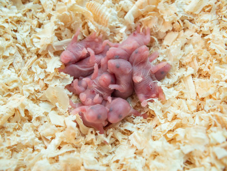 Newborn bald hamsters are lying in sawdust.