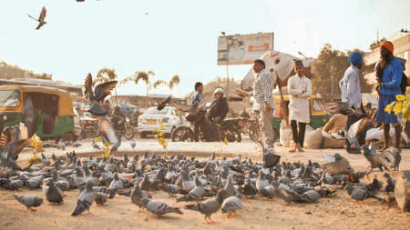 Delhi, India - November 28, 2018: Pigeons on the streets of Delhi. Slow motion.のeditorial素材