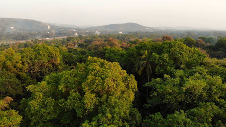 Drone video dense forest massifs within the city of Margao in the state of Goa. India.