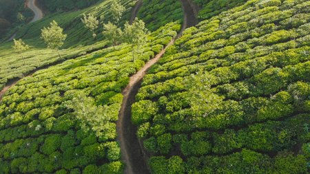 Aerial view of drone tea plantations in the vicinity of the city of Munnar. Kerala. India