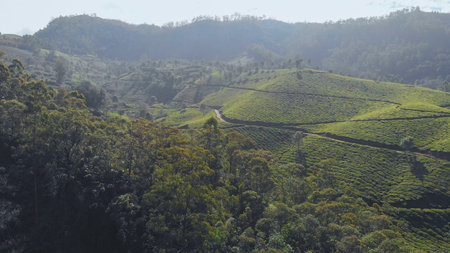 Aerial view tea plantations of India. Kerala State. Near the lake Matupettyの写真素材