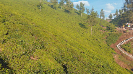 Aerial view of drone tea plantations in the vicinity of the city of Munnar. Kerala. India.