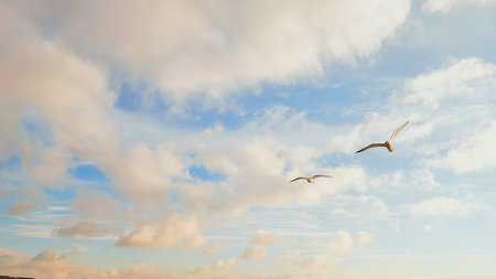 White seagulls against the evening sky of Istanbul.の写真素材