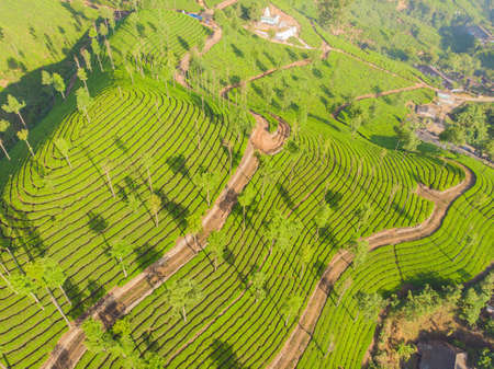 Aerial view of tea plantations near the city of Munar. India.の写真素材