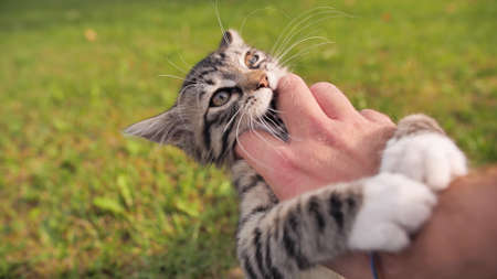 The owner plays with a young but angry kitten.の写真素材