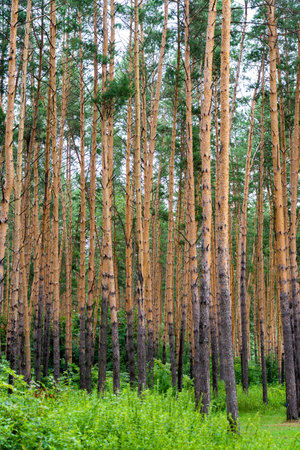 Tall ship pines in the southern Urals.の写真素材
