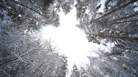 The tops of the trees of the winter forest. Video in rotation.の写真素材