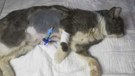 Postoperative wounds with a catheter in a young kitten.の写真素材