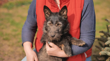 A gray dog of a simple breed in the arms of a woman.の写真素材