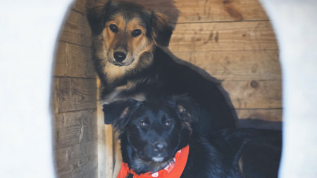 Two purebred dogs huddled in the booth.の写真素材