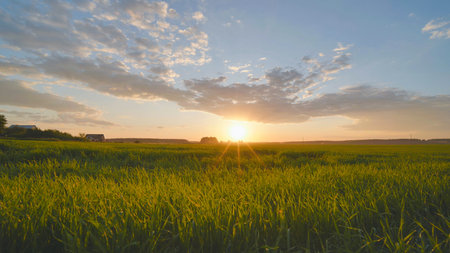 Summer sunset over a field of young wheat.