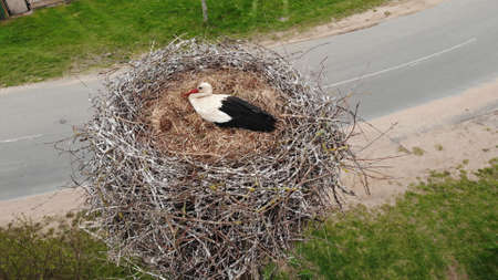 The stork sits in the nest against the background of the road. View from the drone.の写真素材