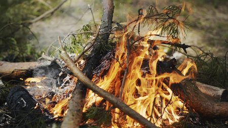 Bonfire burning in the woods during a picnic.