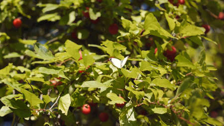 A white butterfly flies up from a tree branch.の写真素材