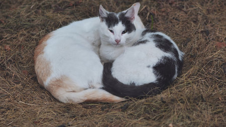 Two stray cats sleeping in the hay.の写真素材