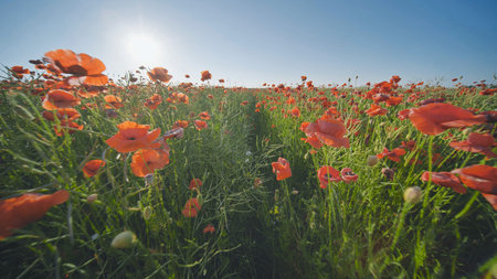 A large field of red poppy flowers at sunset. Smooth movement.