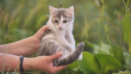 A woman holds a shivering kitten outside.の写真素材