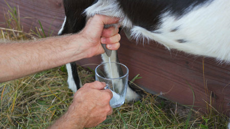 The owner milks his goat with a mug in the village.