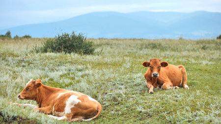Red cattle resting in the field on an overcast day.の写真素材