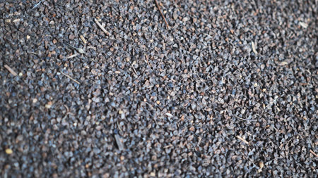 Unprocessed buckwheat groats in stock.の写真素材