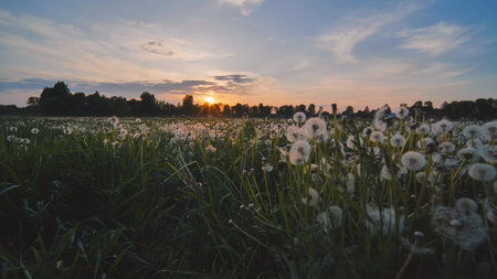 A meadow of dandelions on a summer evening at sunset.の写真素材