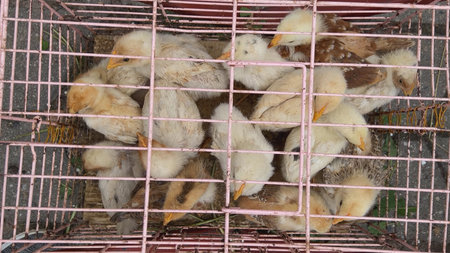 White chickens in a cage at the bazaar.