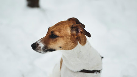 A Jack Russell Terrier trembles in the winter snowの写真素材