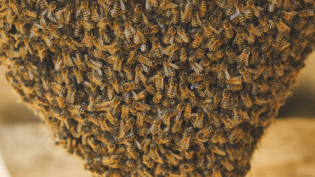 A hive of wild bees have attached themselves to the barn.