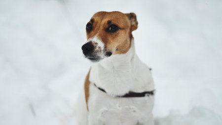 A Jack Russell Terrier trembles in the winter snow.