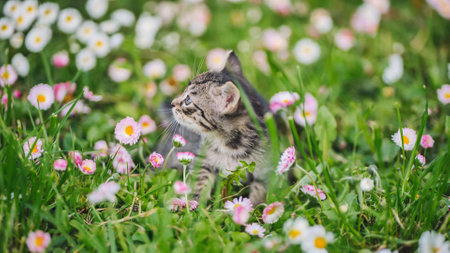 Adorable tabby kitten exploring spring flowers in a meadowの写真素材